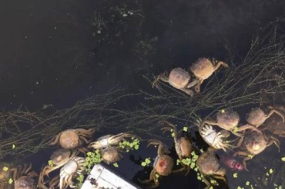 养殖螃蟹一亩的成本是多少，大约在3800元左右