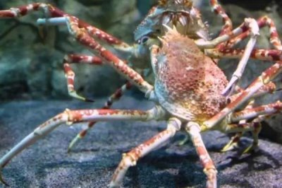 蜘蛛蟹可不可以吃，能吃但是价格很贵