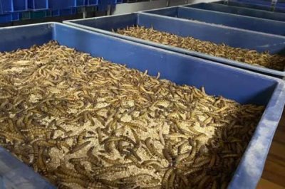 养殖蛋白虫的方法，每天早中晚各喂一次