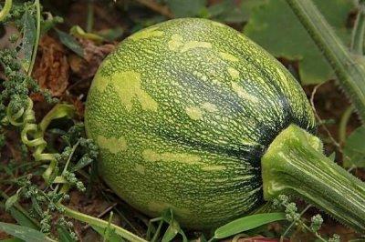 窝瓜冬天怎么保存,首先需要保证存放环境阴凉、干燥