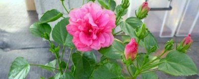 怎么修剪盆栽芙蓉花,可以在11月和3月份进行