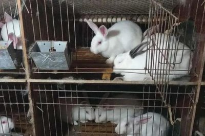 农村如何养殖兔子，需注意养殖密度