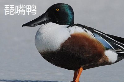 野鸭是几级保护动物,属于国家二级野生保护动物