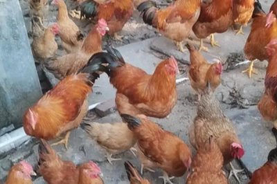 散养土鸡成本,饲养一只土鸡纯利在10元-20元