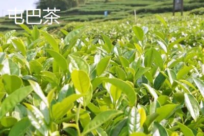 广西梧州市的特产，上汤河粉是梧州的特色美食