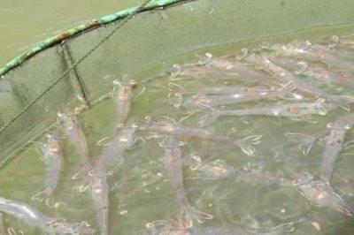 米虾卵多久可以孵化，是虾田里面最小的虾子