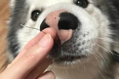 狗狗掉胡子的原因,可能是营养不足或遗传因素