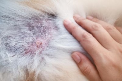 猫疱疹病毒的症状，各病程症状都不同