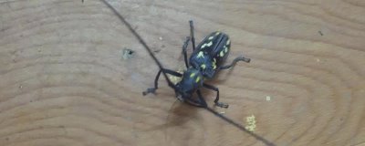 在家怎么养天牛,使用透明的饲养箱为宜