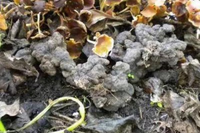 猪苓的价格,野生品种一斤售价50元左右