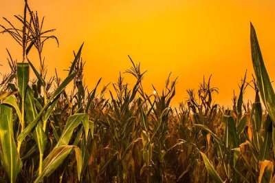 农科糯387玉米品种的特性,增加钾肥量注意防治病虫害