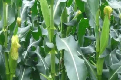 S6533玉米种子特征特性,注意防治玉米瘤黑粉病