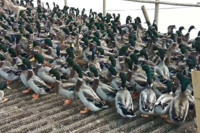 养殖绿头鸭的前景，现今市场需求大前景广阔