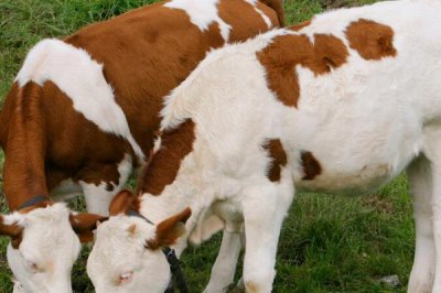 初产母牛怀孕几个月乳房会变大,一般在怀孕3-4个月之后