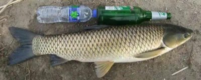 5-10斤草鱼好不好钓，钓起来会比较困难