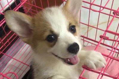 柯基幼犬饲养注意事项,要注意保护好牙齿和及时注射疫苗