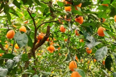 杨梅保花保果的方法,盛花期可喷施赤霉素