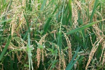 臻两优钰占水稻品种的特性，每亩插足基本苗6万以上
