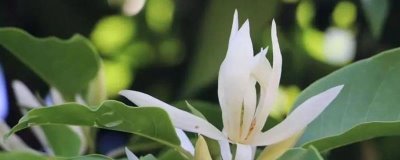 白兰花何时扦插成活率高，在每年的5-6月份扦插为佳