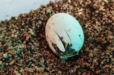 火焰龟多大才能繁殖,养殖7-8年之后它们便具备繁殖能力