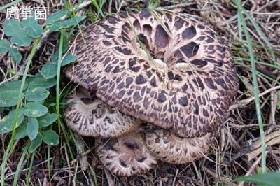 食用菌的种植市场,在我国市场需求大