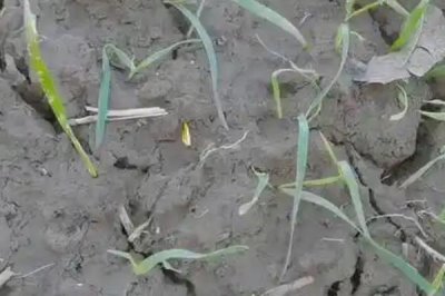 小麦苗期叶片发黄干枯的原因,可能是温度不适或土壤干旱所致