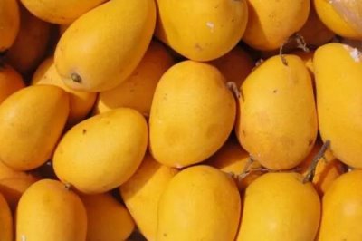 如何辨别芒果是否成熟,可以看果肉、果皮、果蒂来辨别