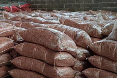 花生收获、留种、晒种和贮藏技术,收获后应带秧倒置在田间晾晒