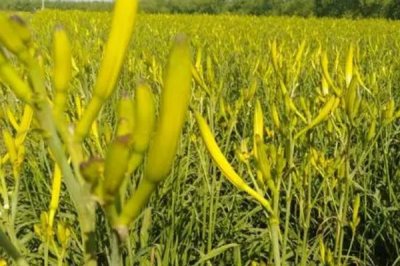 黄花菜高产的施肥方法，基肥以农家肥或有机肥为主