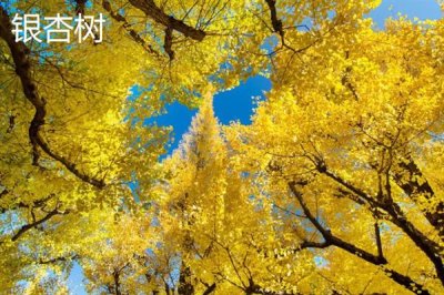 根系发达的树种有哪些,常见的有榕树、红树等