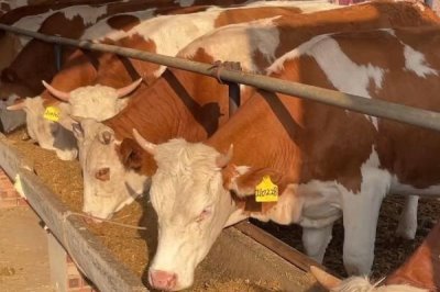 初产母牛怀孕几个月乳房会变大,一般在怀孕3-4个月之后