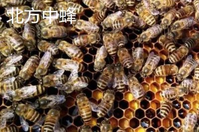 中蜂的品种,群势大小不一