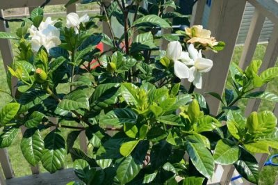 栀子花有毒吗,花香浓郁但全株无毒