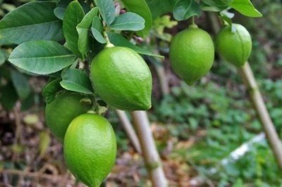 柠檬的产地，原产印度