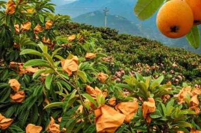 枇杷的管理方法,现核时要追施壮果肥