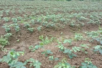 用什么土壤种植北豆根,使用疏松透气、排水良好的土壤更合适