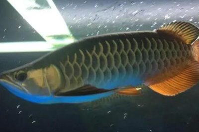 宝石金龙鱼好不好养,饲养难度不大