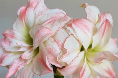 朱顶红的开花次数，通常是一年开放一次