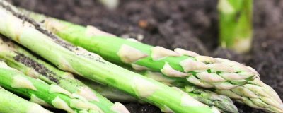 芦笋苗期怎么管理，定植后要做好补苗、中耕除草等工作