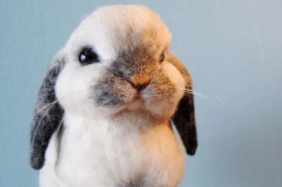 宠物兔的价格,不同的品种其价格有所差异