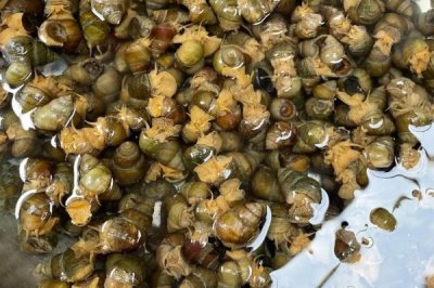 好吃的淡水螺有哪些品种，包括田螺、石螺、青蛳等种类