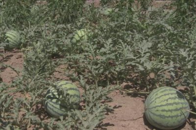西瓜几月份成熟,通常在5-9月间成熟