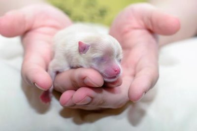 小狗出生几天就会走路,一个月左右的时候便会走路