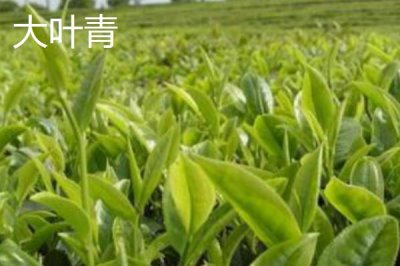 黄茶的品种,主要分布在湖北、湖南、安徽等地