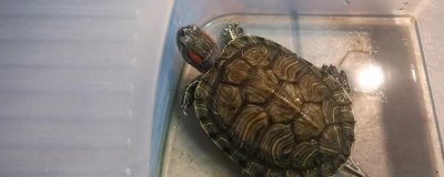 乌龟饲料是否要泡在水中，需要泡水、这样更容易消化