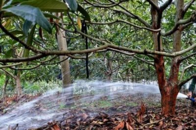 如何培育良种枇杷,关键是要修枝促梢