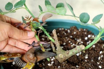 月季花败了需要修剪吗,花败后可合理修剪