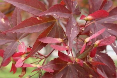 红枫叶枯病的症状,主要为害叶片