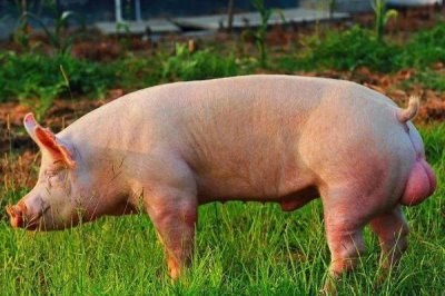 公猪和母猪的配种要点,授精后注意母猪的发情周期
