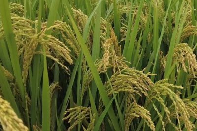巨型稻为什么不推广,种植具有局限性